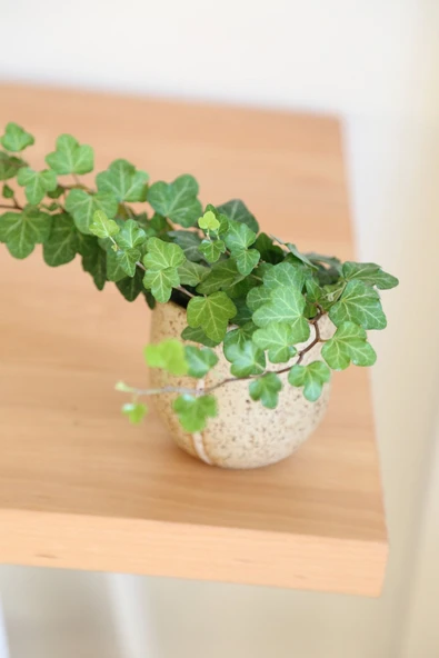 Hedera Helix-Orman Sarmaşığı-Yeşil Yapraklı Sarmaşık ürün görseli 1