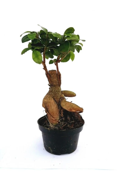 Ficus Mi Ginseng Bonsai 20-25 Cm Ev Ofis Salon Bitkisi ürün görseli 1
