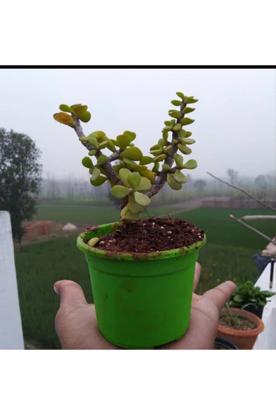 Bonsai Para Ağacı Fidanı 8.5 Saksıda 15-20 cm ürün görseli 1