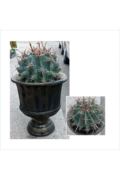 Dev Kupa Da Ferocactus Kaktüs 20 Cm Çap ürün görseli 1