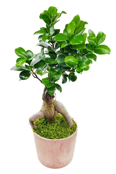 Vintage Seramik Saksıda Ficus Gingseng Bonsai & Iç Mekan Canlı Bitki & 30-35 Cm ürün görseli 1