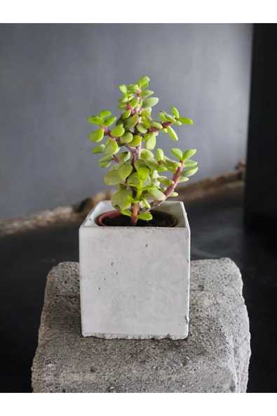 Dekoratif Mini Saksıda Mini Para Bonsai ürün görseli 1