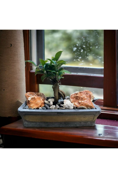Hediyelik Bonsai Granit Çakıl Aranjmano - Resim 2