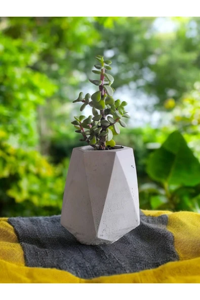 Mini Bonsai Para Ağacı Beton Saksıda - Resim 3