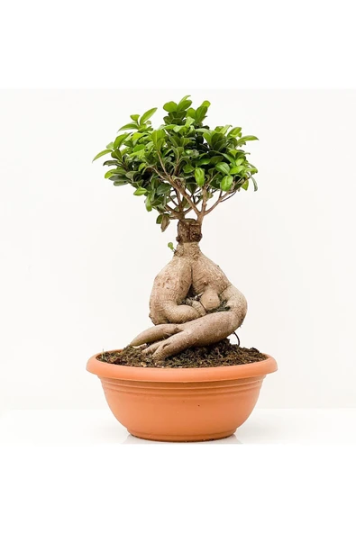 Bonsai Benjamin- Ficus Ginseng Bonsai ürün görseli 1
