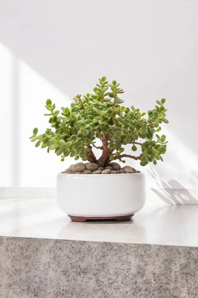 Dekoratif Saksıda Bonsai Yeşim Ağacı Fil Azığı 002 ürün görseli 1
