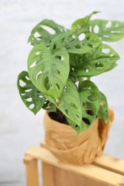 Monstera Adansonii-monstera Monkey Mask-deve Tabanı - Resim 3