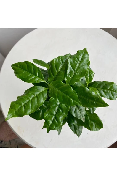 COFFEA ARABİCA-KAHVE ÇİÇEĞİ - Resim 3