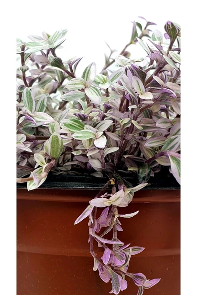 Callisia Repens Pink Lady 15 cm Ø H:20 ürün görseli 1