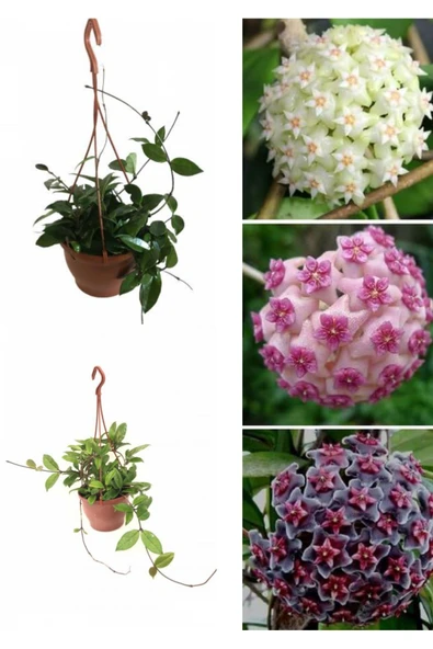Askılı saksıda mum çiçeği ürün görseli 1