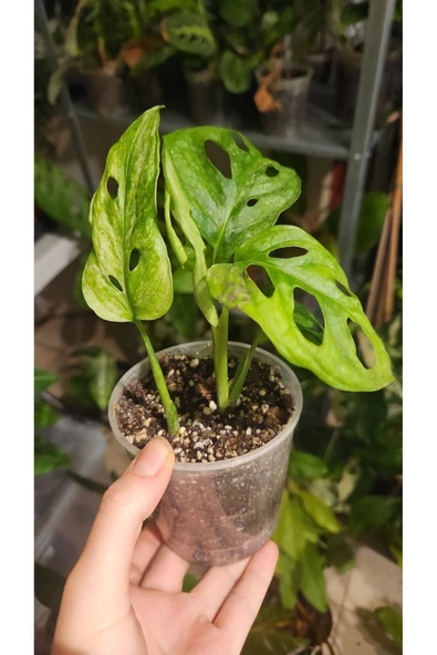 Monstera Adansonii Monkey Mask Deve Tabanı Bitkisi - Resim 6