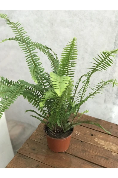 Aşk merdiveni bitkisi 40cm ürün görseli 1