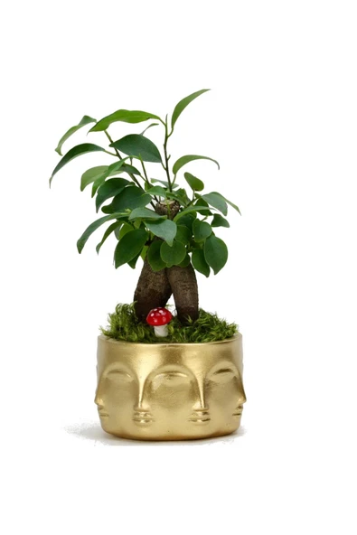 Binbir Surat Gold Saksı, Mini Ficus Bonsai ürün görseli 1