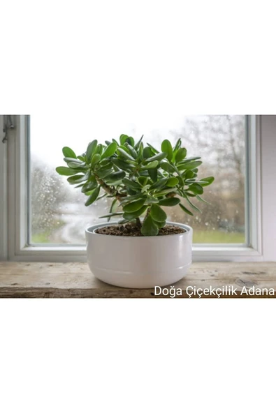 Para Çiçeği Bereket Ağacı Crassula Ovata ürün görseli 1
