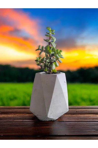 Mini Bonsai Para Ağacı Taş Saksıda ürün görseli 1