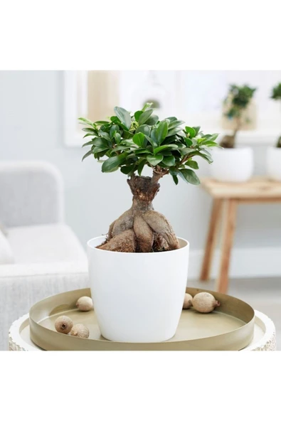 Porselen Saksıda Bonsai Ficus ürün görseli 1