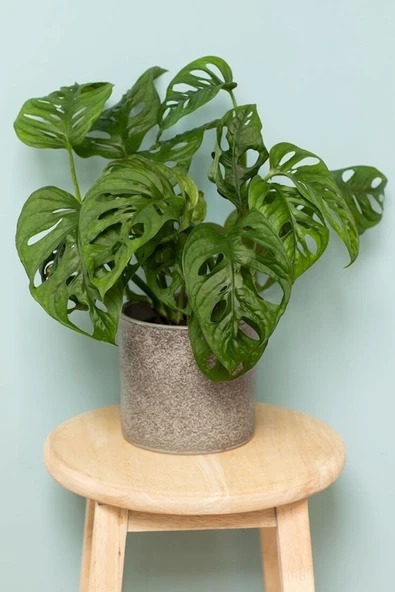 Ithal Monstera Adansonii Monstera Monkey Mask Ithal Deve Tabanı ürün görseli 1