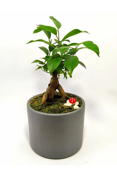 Dekoratif Desenli Saksıda Mini Bonsai - Resim 3