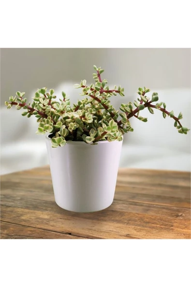 Hediyelik Dekoratif Saksıda Para Ağacı Bereket Ağacı Afra Bonsai ürün görseli 1