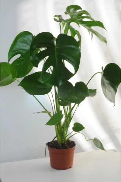 Deve Tabanı Büyük Boy Monstera Deliciosa 2 ürün görseli 1