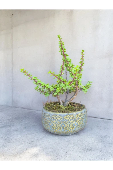 Beton Saksılı Afra Bonsai Yeşim Ağacı ürün görseli 1