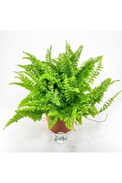 Nephrolepis Exaltata Cotton Candy (12 cm Saksıda) Özel Tür Aşk Merdiveni Eğrelti ürün görseli 1