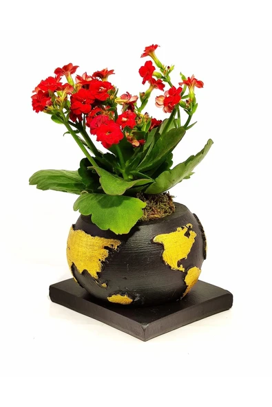 Dekoratif Saksıda Kalanchoe - Resim 3