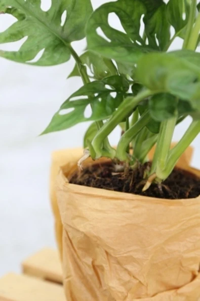 Monstera Adansonii-monstera Monkey Mask-deve Tabanı - Resim 2