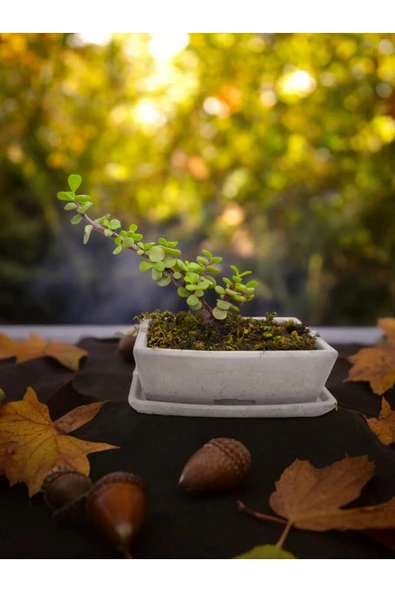 Tabaklı Beton Saksılı Afra Bonsai Yeşim Ağacı ürün görseli 1