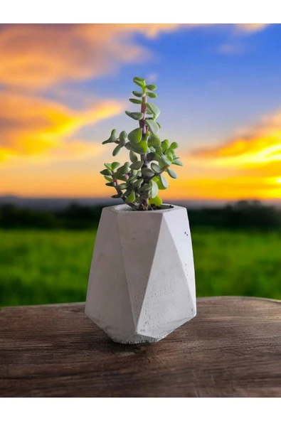 Mini Bonsai Para Ağacı Taş Saksıda - Resim 3