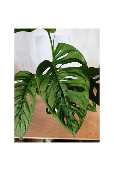 Monstera Adansonii Monkey - Resim 3