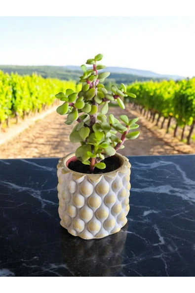 Mini Bonsai Para Ağacı Dekoratif Beton Saksıda 001 ürün görseli 1