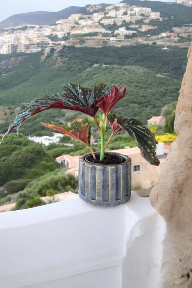 Beton Sütün Saksıda Çilli Begonya - Resim 2