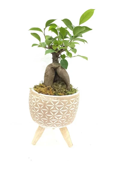 Ahşap Ayaklı Yıldız Desenli Dekoratif Beton Saksıda Ficus Ging Seng Bonsai ürün görseli 1