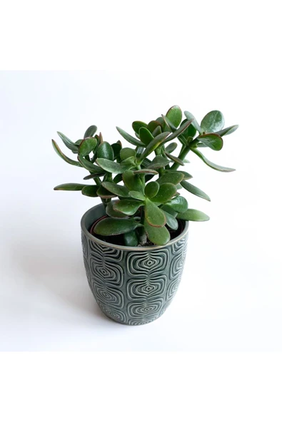 Crassula Ovata - Para Çiçeği 'gri Saksılı' ürün görseli 1