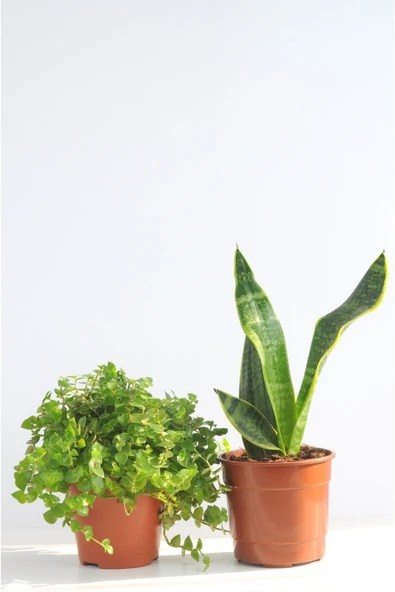 Paşa Kılıcı Ve Callisia Repens Sanseviera Black And Gold Üretim Saksılı 2'li Set ürün görseli 1