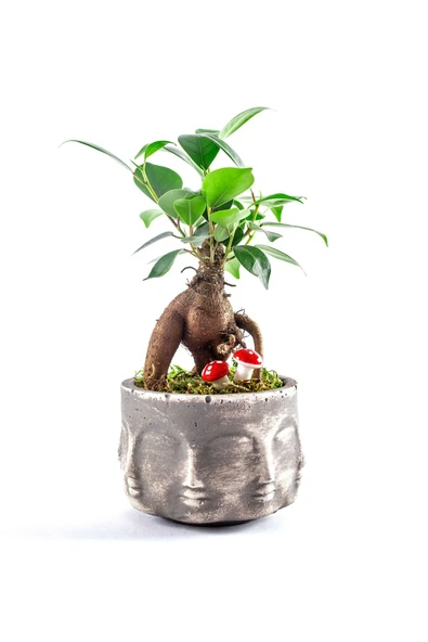 Binbir Surat Serisi Ficus Ginseng Bonsai Tasarım ürün görseli 1