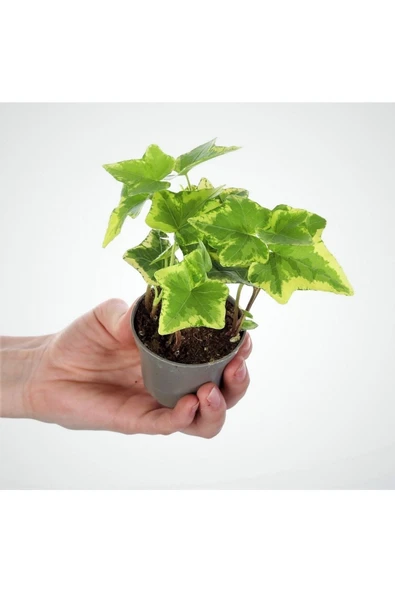 Hedera Helix Mini Boy 5.5 Cm Saksıda ürün görseli 1