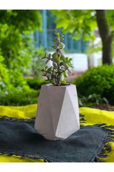 Mini Bonsai Para Ağacı Beton Saksıda - Resim 2