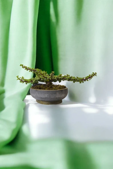 Bonsai Yeşim Ağacı Dekoratif Taş Saksıda ürün görseli 1