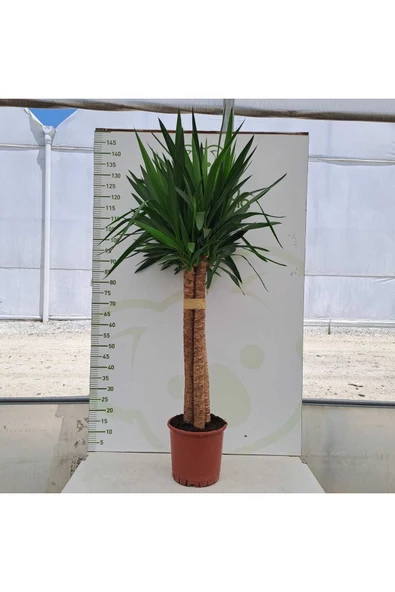 3 Köklü Dev Yucca ürün görseli 1