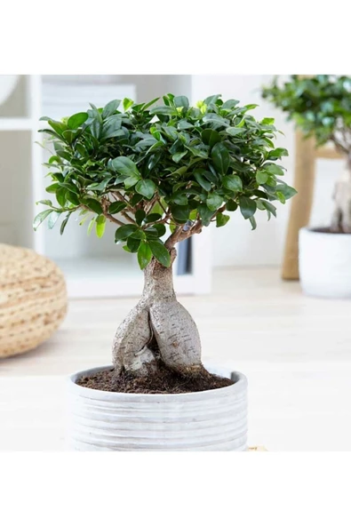 Hediyelik Bonsai Ficus Microcarpa ürün görseli 1