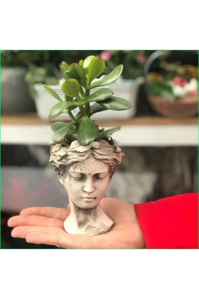 Mini Heykelde Para Ağacı Bereket Ağacı Para Çiçeği ürün görseli 1