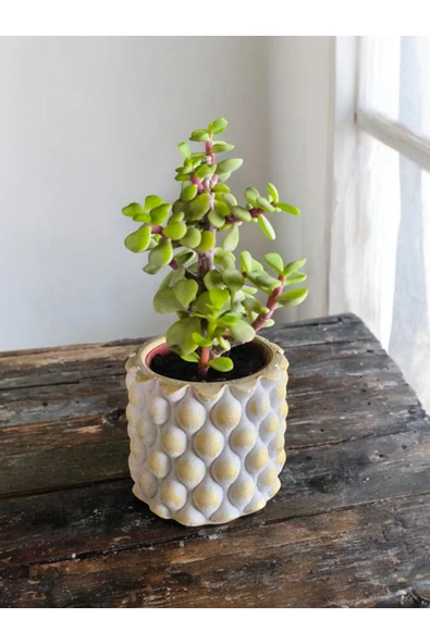 Mini Bonsai Para Ağacı Dekoratif Taş Saksıda ürün görseli 1