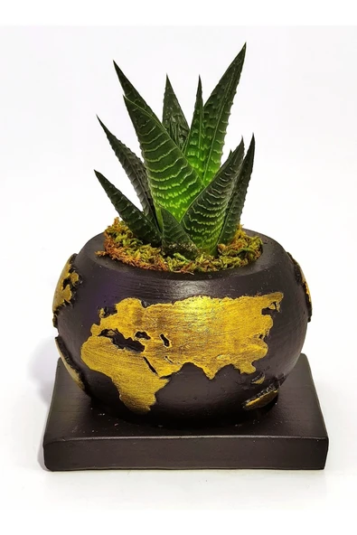 Dekoratif Saksıda Haworthia ürün görseli 1