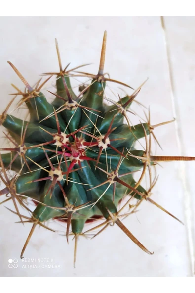 Ferocactus Latispinus Taş Kaktüs ürün görseli 1