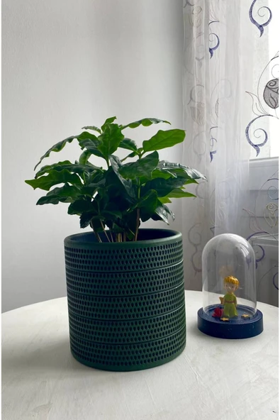 COFFEA ARABİCA-KAHVE ÇİÇEĞİ ürün görseli 1