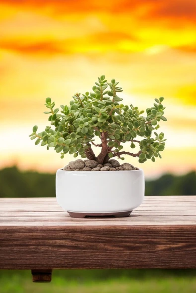Dekoratif Saksıda Bonsai Yeşim Ağacı Fil Azığı ürün görseli 1