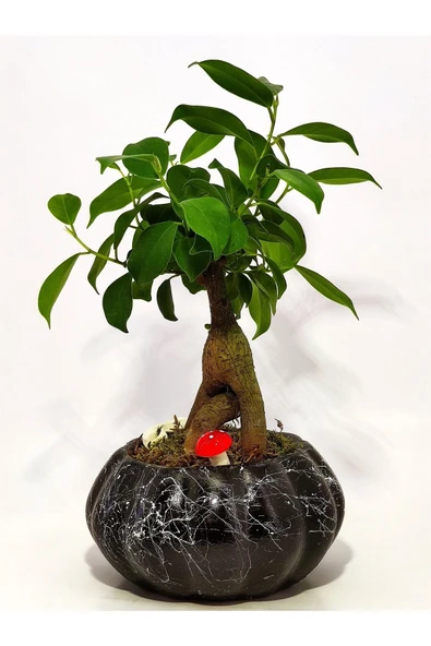 Dekoratif Saksıda Mini Bonsai - Resim 3