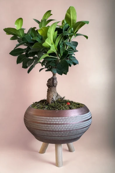 Ficus Ging Seng Bonsai Ayaklı Saksı da - Resim 4